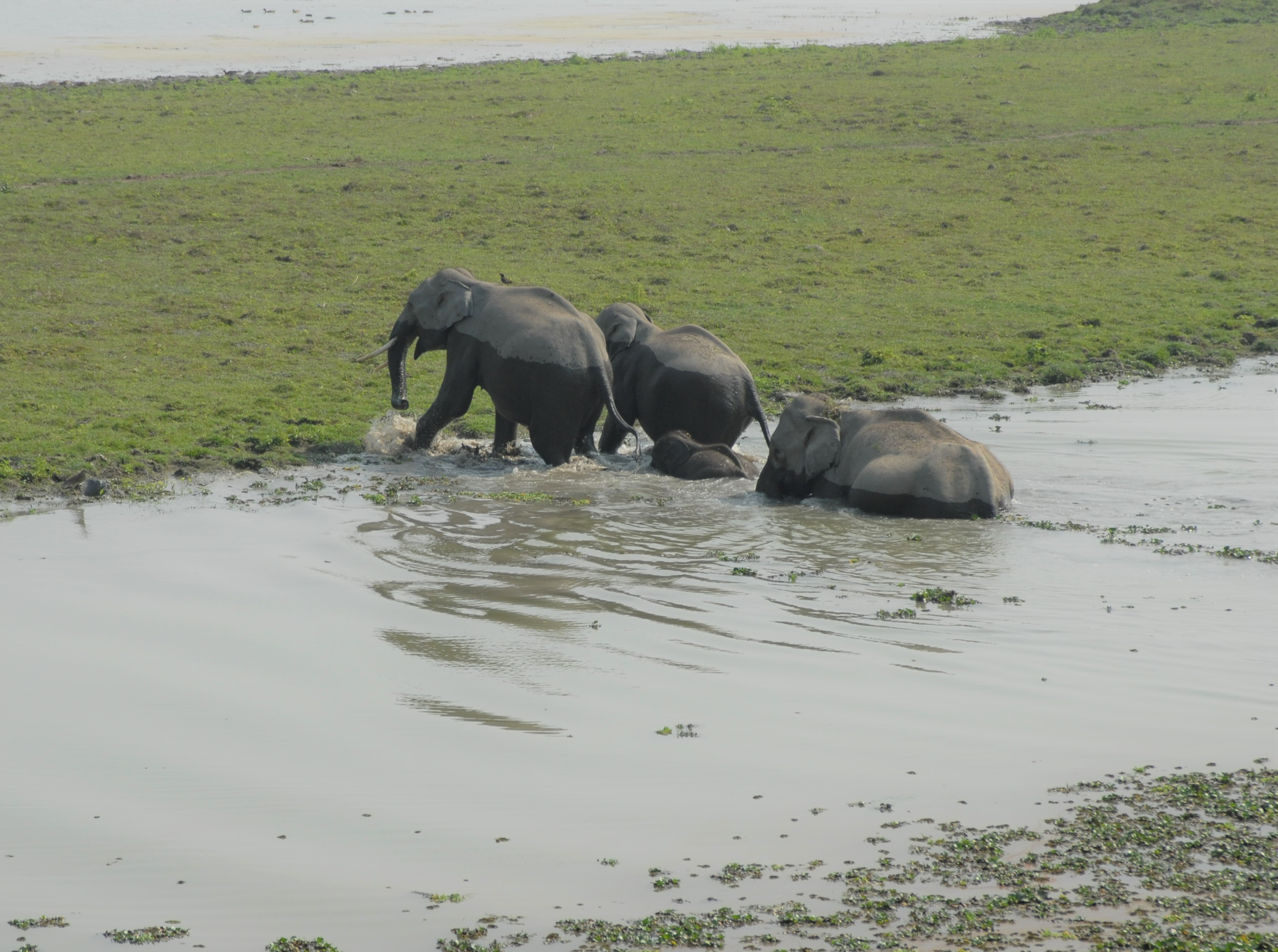 DSC_0118 Greater one horned rhinoceros_Meenakshi Nagendran_USFWS.jpg